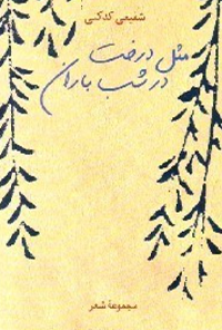 کتاب مثل درخت در شب باران